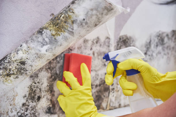 Best Commercial Mold Inspection  in Parma, OH